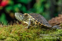 Nicaragua-Schmuckschildkröte, Trachemys Emolli -Wassertierserien Geschäft Nicaragua Schmuckschildkroete Trachemys emolli 2