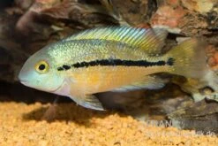 Nicaraguabuntbarsch, (ex. Cichlasoma) Nicaraguense -Wassertierserien Geschäft Nicaraguabuntbarsch Cichlasoma nicaraguense neu 1