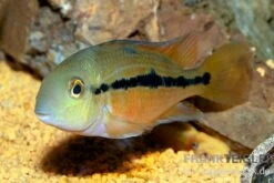 Nicaraguabuntbarsch, (ex. Cichlasoma) Nicaraguense -Wassertierserien Geschäft Nicaraguabuntbarsch Cichlasoma nicaraguense neu 2