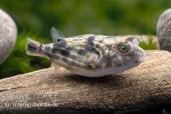 Nilkugelfisch, Tetraodon Fahaka (lineatus) -Wassertierserien Geschäft Nilkugelfisch Tetraodon fahaka lineatus 1