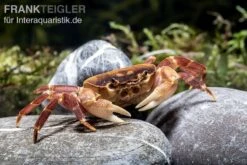 Orangenkrabbe, Sundathelphusa Sp. "orange" -Wassertierserien Geschäft Orangenkrabbe Sundathelphusa sp orange 2