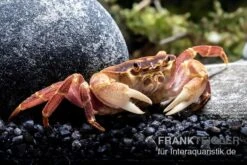 Orangenkrabbe, Sundathelphusa Sp. "orange" -Wassertierserien Geschäft Orangenkrabbe Sundathelphusa sp orange 3