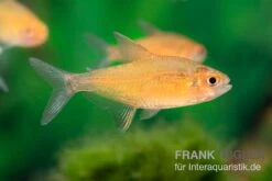 Orangensalmler, Hyphessobrycon Cf. Pulchripinnis BOLIVIA ORANGE, 5er Gruppe -Wassertierserien Geschäft Orangensalmler Hyphessobrycon cf pulchripinnis BOLIVIA ORANGE 1