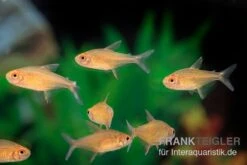 Orangensalmler, Hyphessobrycon Cf. Pulchripinnis BOLIVIA ORANGE, 5er Gruppe -Wassertierserien Geschäft Orangensalmler Hyphessobrycon cf pulchripinnis BOLIVIA ORANGE 2