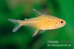 Orangensalmler, Hyphessobrycon Cf. Pulchripinnis BOLIVIA ORANGE, 5er Gruppe -Wassertierserien Geschäft Orangensalmler Hyphessobrycon cf pulchripinnis BOLIVIA ORANGE 3