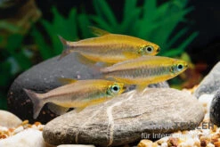 Oranger Kongosalmler, Phenacogrammus Cf. Aurantiacus "Bandundu Orange"