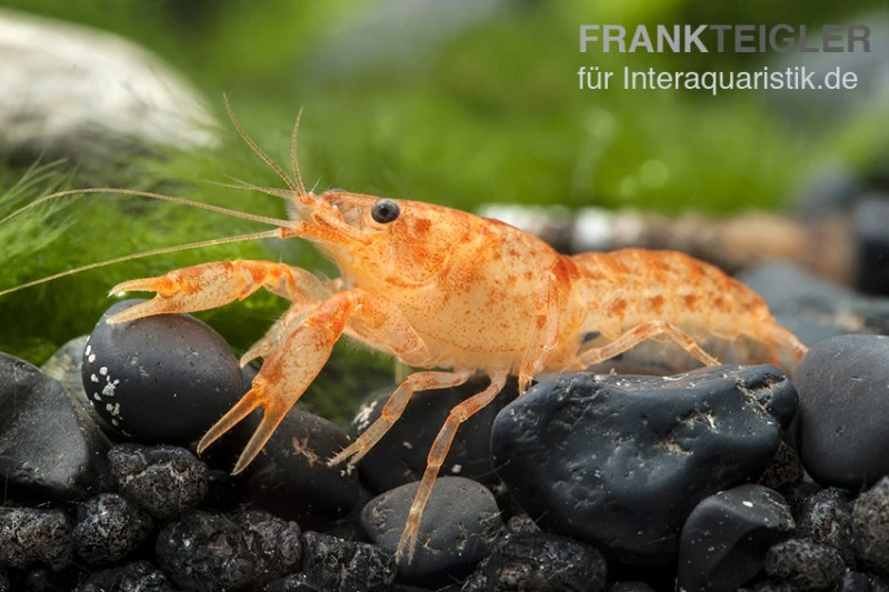 Oranger Zwergflußkrebs - Cambarellus CPO-Paar + Bepflanzte Kokosnusshöhle 2 Oranger Zwergflußkrebs - Cambarellus CPO-Paar + Bepflanzte Kokosnusshöhle – Bild 2