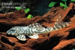 Orinoko-Saugwels, Peckoltia Lujani "L127"