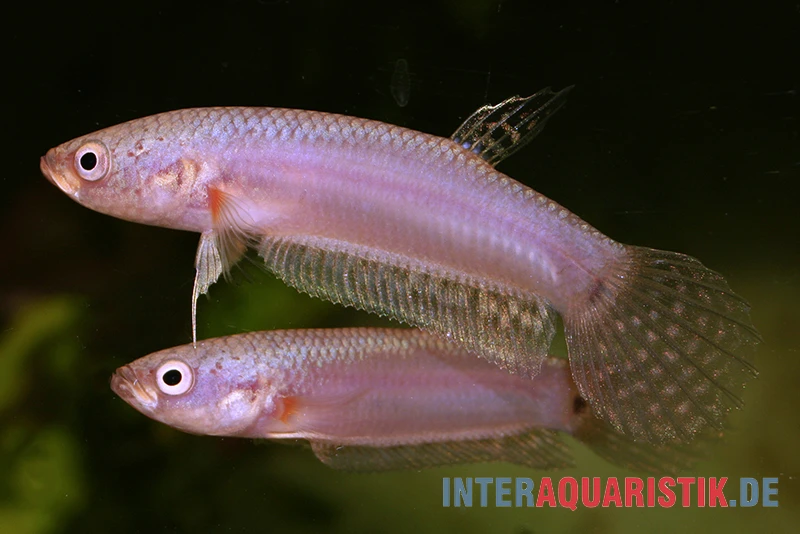 Pallifina-Kampffisch, Betta Pallifina, Paarweise 1 Pallifina-Kampffisch, Betta Pallifina, Paarweise