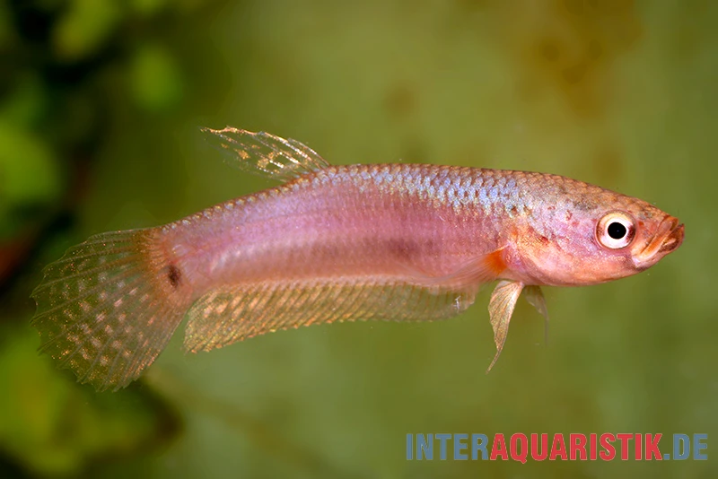 Pallifina-Kampffisch, Betta Pallifina, Paarweise 2 Pallifina-Kampffisch, Betta Pallifina, Paarweise – Bild 2