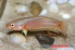 Pallifina-Kampffisch, Betta Pallifina, Paarweise 6 Pallifina-Kampffisch, Betta Pallifina, Paarweise -Wassertierserien Geschäft Pallifina Kampffisch Betta pallifina 3