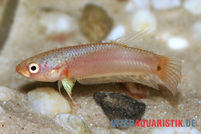 Pallifina-Kampffisch, Betta Pallifina, Paarweise 3 Pallifina-Kampffisch, Betta Pallifina, Paarweise – Bild 3