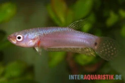 Pallifina-Kampffisch, Betta Pallifina, Paarweise 7 Pallifina-Kampffisch, Betta Pallifina, Paarweise -Wassertierserien Geschäft Pallifina Kampffisch Betta pallifina 4