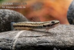 Pelewensis-Grundel, Stiphodon Pelewensis, 1 Paar -Wassertierserien Geschäft Pelewensis Grundel Stiphodon pelewensis female 1