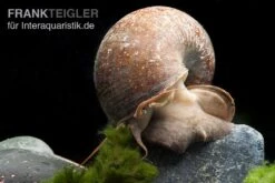 Afrikanische Riesen-Apfelschnecke, Pila Wernei -Wassertierserien Geschäft Pila wernei 1a