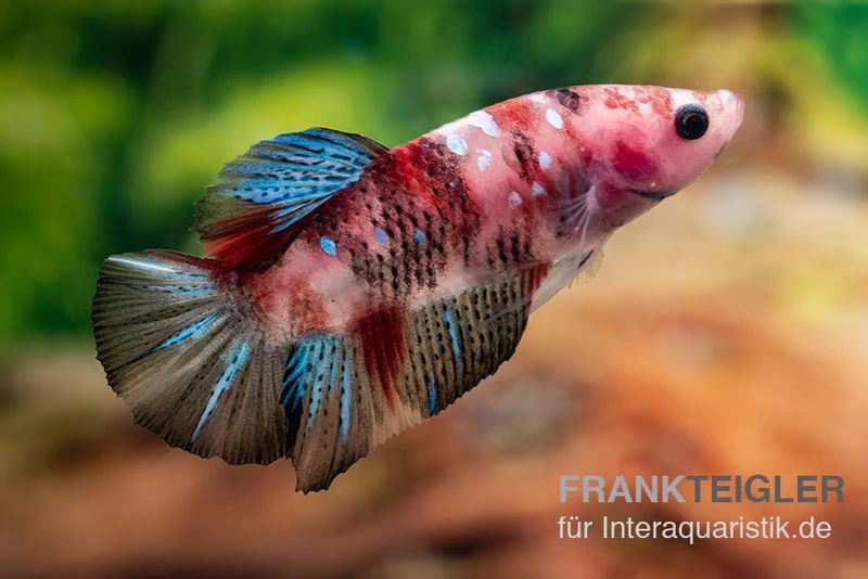 Plakat Kampffisch Koi, Männchen, Betta Splendens 2 Plakat Kampffisch Koi, Männchen, Betta Splendens – Bild 2