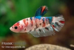 Plakat Kampffisch Koi, Männchen, Betta Splendens 7 Plakat Kampffisch Koi, Männchen, Betta Splendens -Wassertierserien Geschäft Plakat Kampffisch Koi Betta Plakat Koi Maennchen 3