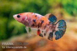 Plakat Kampffisch Koi, Männchen, Betta Splendens 8 Plakat Kampffisch Koi, Männchen, Betta Splendens -Wassertierserien Geschäft Plakat Kampffisch Koi Betta Plakat Koi Weibchen 2