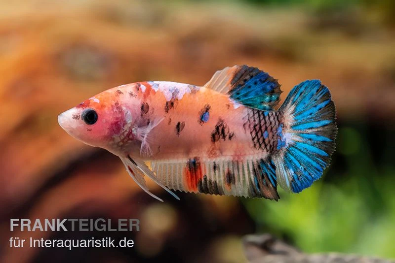 Plakat Kampffisch Koi, Männchen, Betta Splendens 5 Plakat Kampffisch Koi, Männchen, Betta Splendens – Bild 5