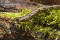 Spanischer Rippenmolch, Pleurodeles Waltl -Wassertierserien Geschäft Pleurodeles waltl rippenmolch