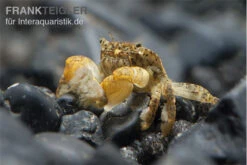 Pompomkrabbe, Ptychognathus Barbatus (Hongkong-Krabbe) -Wassertierserien Geschäft Pompom krabbe