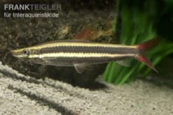 Prachtkopfsteher, Anostomus Anostomus
