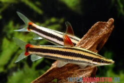 Prachtkopfsteher, Anostomus Anostomus -Wassertierserien Geschäft Prachtkopfsteher Anostomus anostomus neu 2