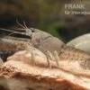 Flusskrebs, Procambarus Vasquezae