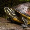 Florida-Rotbauch-Schmuckschildkröte, Pseudemys Nelsoni FZ