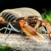 "Red Claw" Tigerkrebs, Cherax Peknyi Var. "Red Claw"