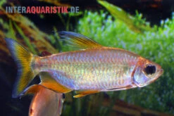 Regenbogen-Kongosalmler, Phenacogrammus Hilgendorfi