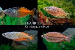 Regenbogenfisch-Mix, 5 Tiere