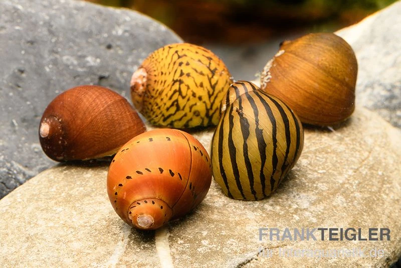 Rennschnecken-Bundle: 5x Rennschnecke Im Farbmix 1 Rennschnecken-Bundle: 5x Rennschnecke Im Farbmix