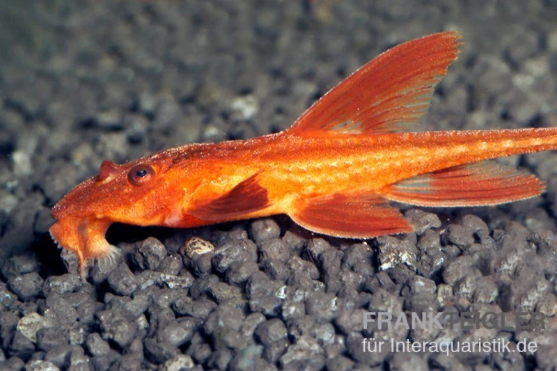 Roter Hexenwels, Rineloricaria Spec. 1 Roter Hexenwels, Rineloricaria Spec.