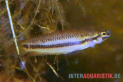 Roter Kampffisch, Betta Rubra -Wassertierserien Geschäft Roter Kampffisch Betta rubra paarweise 2