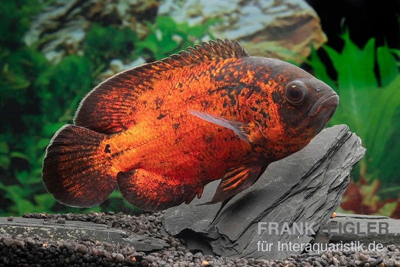 Roter Oscar, Pfauenaugenbuntbarsch, Astronotus Ocellatus 1 Roter Oscar, Pfauenaugenbuntbarsch, Astronotus Ocellatus