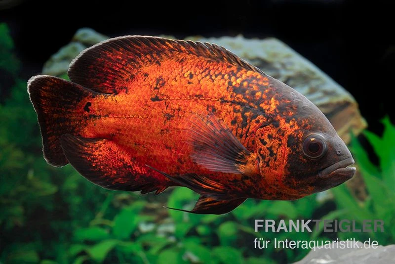 Roter Oscar, Pfauenaugenbuntbarsch, Astronotus Ocellatus 2 Roter Oscar, Pfauenaugenbuntbarsch, Astronotus Ocellatus – Bild 2
