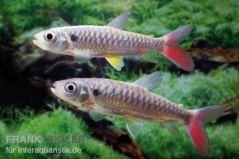 Rotflossen-Glanzsalmler, Chalceus Erythrurus 1 Rotflossen-Glanzsalmler, Chalceus Erythrurus