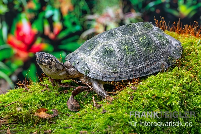 Rückenstreifen-Pelomedusenschildkröte, Pelusios Gabonensis 1 Rückenstreifen-Pelomedusenschildkröte, Pelusios Gabonensis