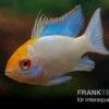 Schmetterlingsbuntbarsch Neonblau Goldkopf, Mikrogeophagus Ramirezi