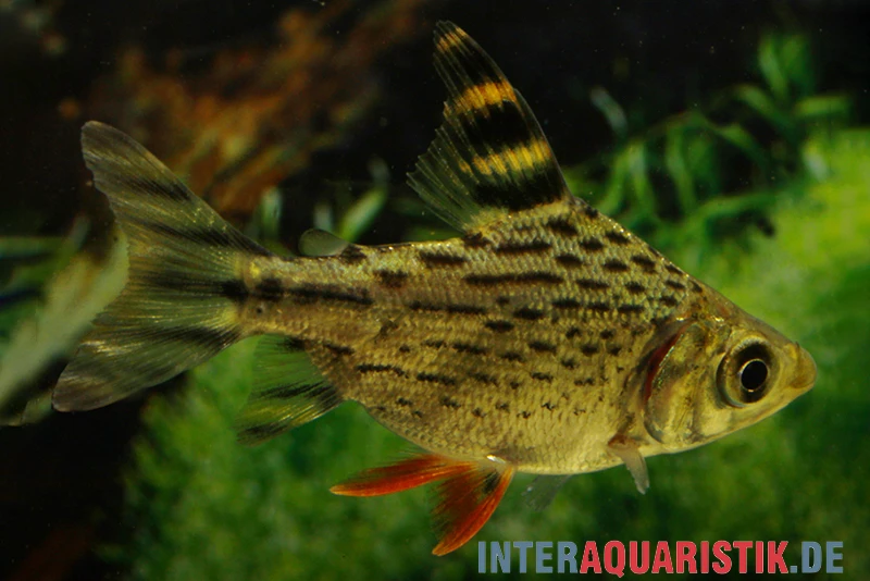 Schwanzstreifen-Salmler, Semaprochilodus Taeniurus 1 Schwanzstreifen-Salmler, Semaprochilodus Taeniurus