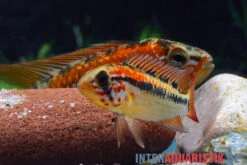Schwarzkehl-Zwergbuntbarsch, Apistogramma Viejita, Paarweise -Wassertierserien Geschäft Schwarzkehl Zwergbuntbarsch Apistogramma viejita 3