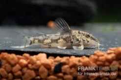 Schabracken-Panzerwels, Scleromystax Barbatus -Wassertierserien Geschäft Scleromystax barbatus 8