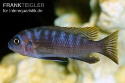 Sechsstreifen-Tilapia, Cynotilapia Afra "Jalo Reef", DNZ 8 Sechsstreifen-Tilapia, Cynotilapia Afra "Jalo Reef", DNZ -Wassertierserien Geschäft Sechsstreifen Tilapia Cynotilapia afra 2