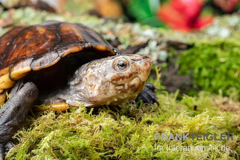 Skorpions-Klappschildkröte, Kinosternon Scorpioides 2 Skorpions-Klappschildkröte, Kinosternon Scorpioides – Bild 2