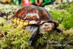 Skorpions-Klappschildkröte, Kinosternon Scorpioides 5 Skorpions-Klappschildkröte, Kinosternon Scorpioides -Wassertierserien Geschäft Skorpions Klappschildkroete Kinosternon scorpioides 3