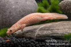 Spanischer Albino-Rippenmolch, Pleurodeles Waltl Albino -Wassertierserien Geschäft Spanischer Albino Rippenmolch Pleurodeles waltl albino 3