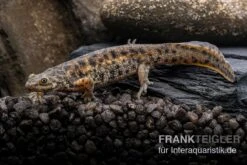 Spanischer Rippenmolch, Pleurodeles Waltl -Wassertierserien Geschäft Spanischer Rippenmolch Pleurodeles waltl 7