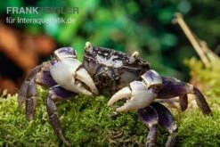 Spider Crab Sp. Blue, Neosarmatium Rotundifrons -Wassertierserien Geschäft Spider Crab Blue 13