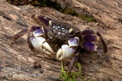 Wassertierserien Geschäft -Wassertierserien Geschäft Spider Crab Blue 2